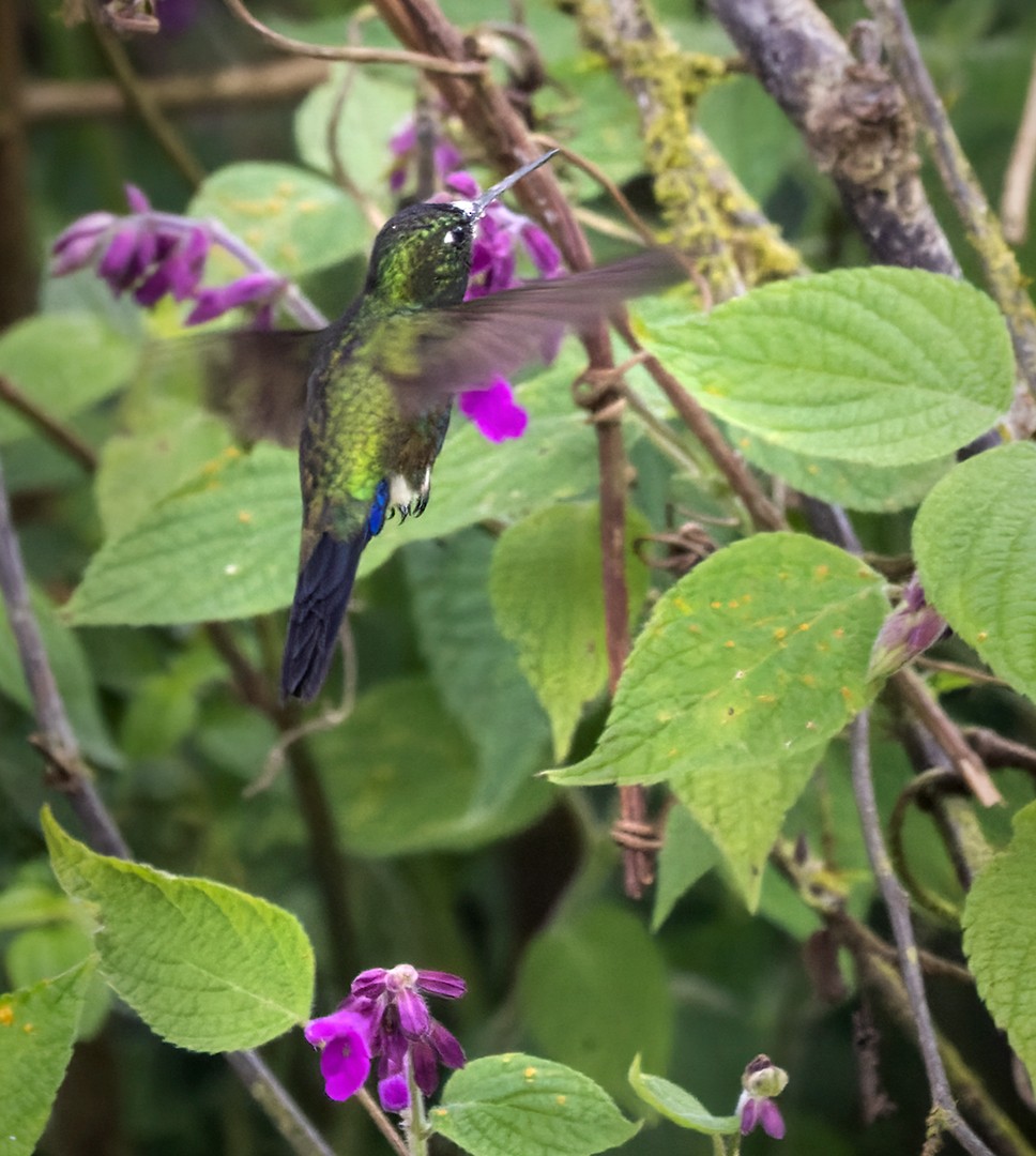 Blue-capped Puffleg - Lars Petersson | My World of Bird Photography