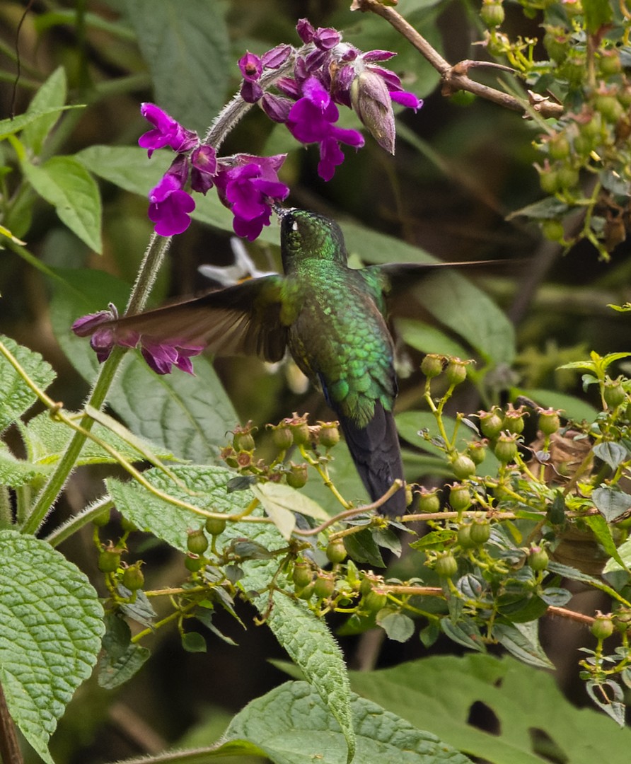 Blue-capped Puffleg - ML535043801