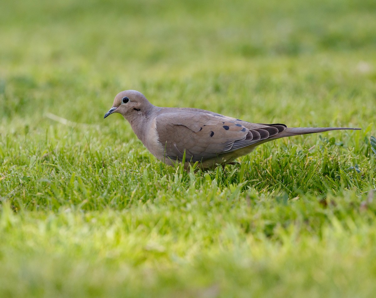 Mourning Dove - ML535044761