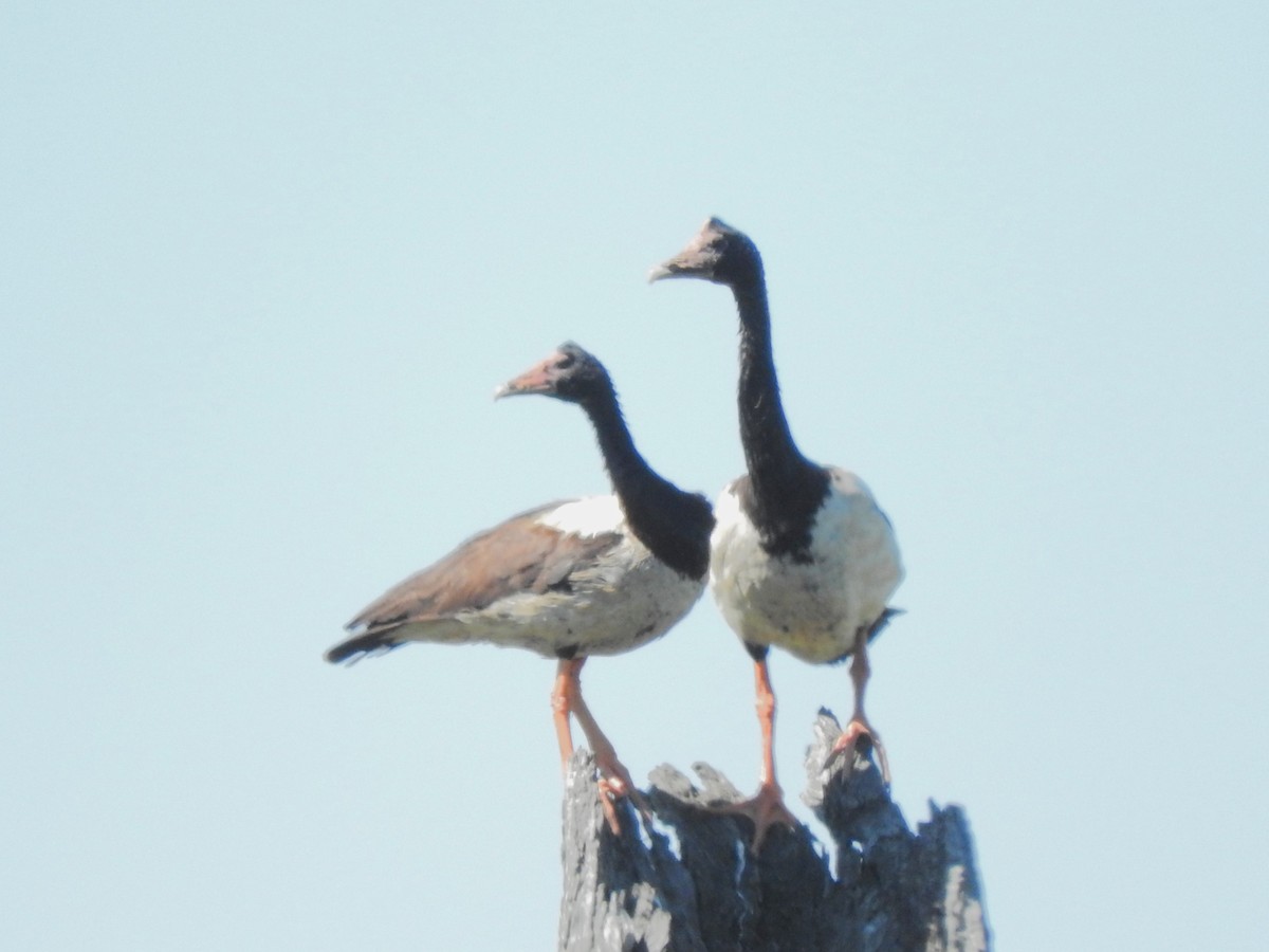 Magpie Goose - Archer Callaway