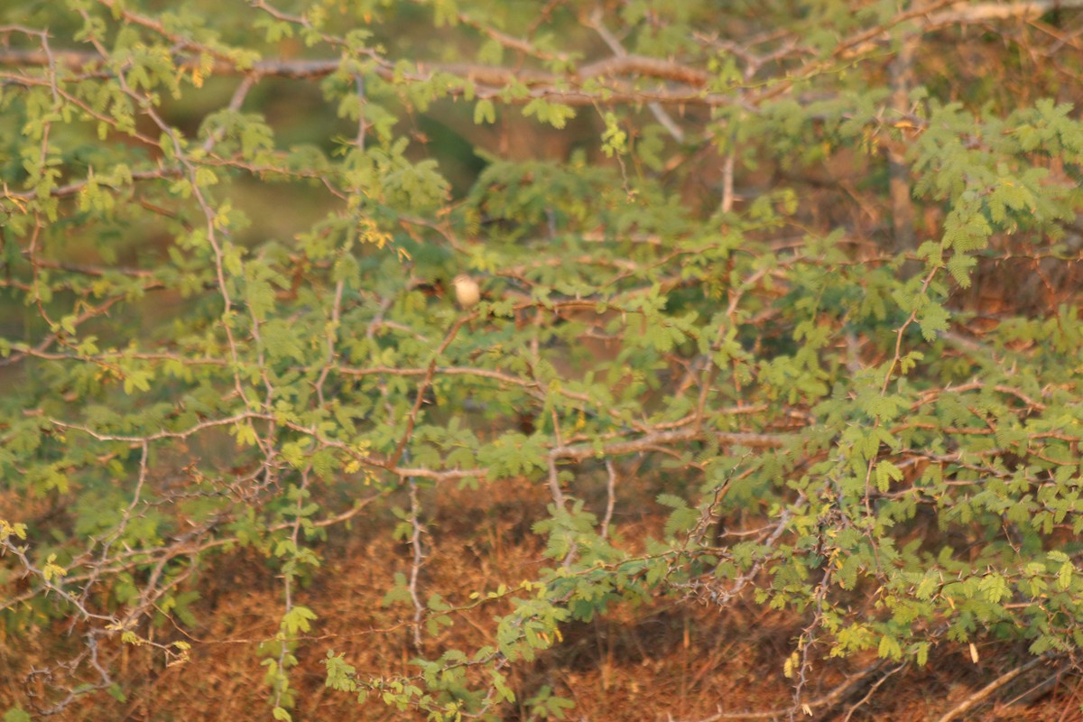 Booted Warbler - ML535046591