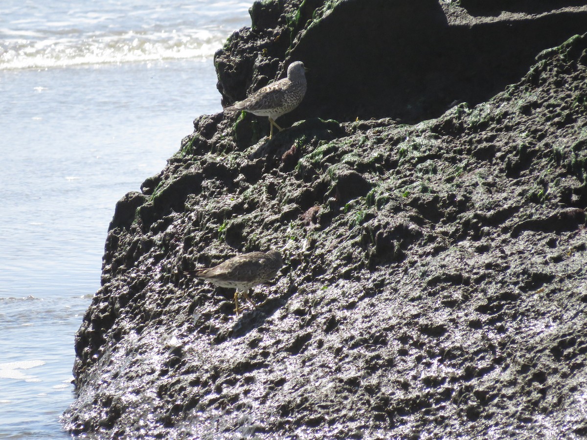 Surfbird - ML53504861