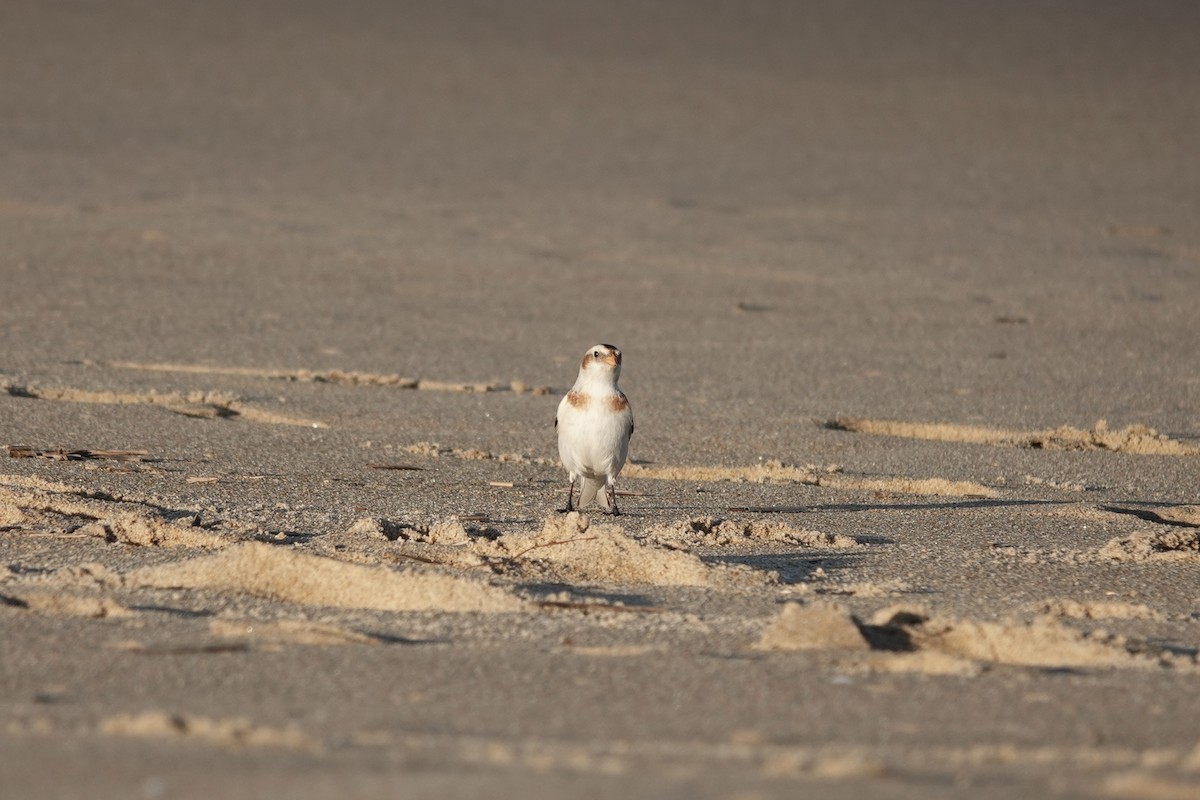 Snow Bunting - June McDaniels