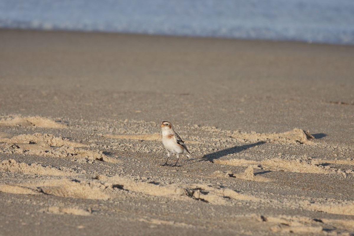 Snow Bunting - June McDaniels