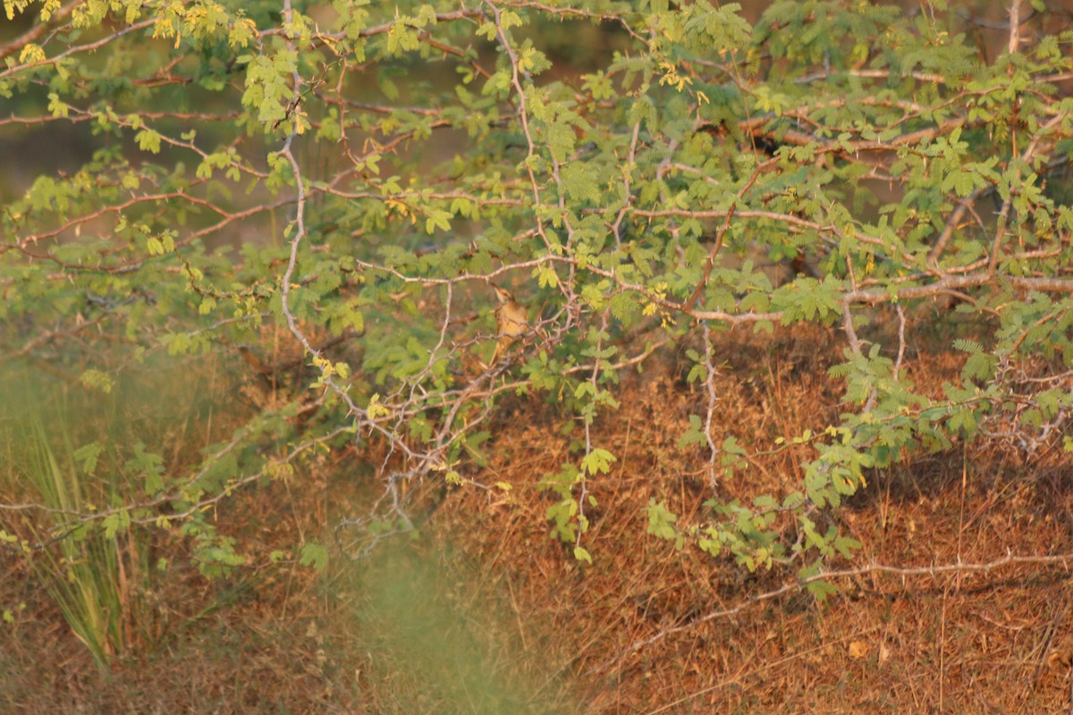 Clamorous Reed Warbler - ML535049021