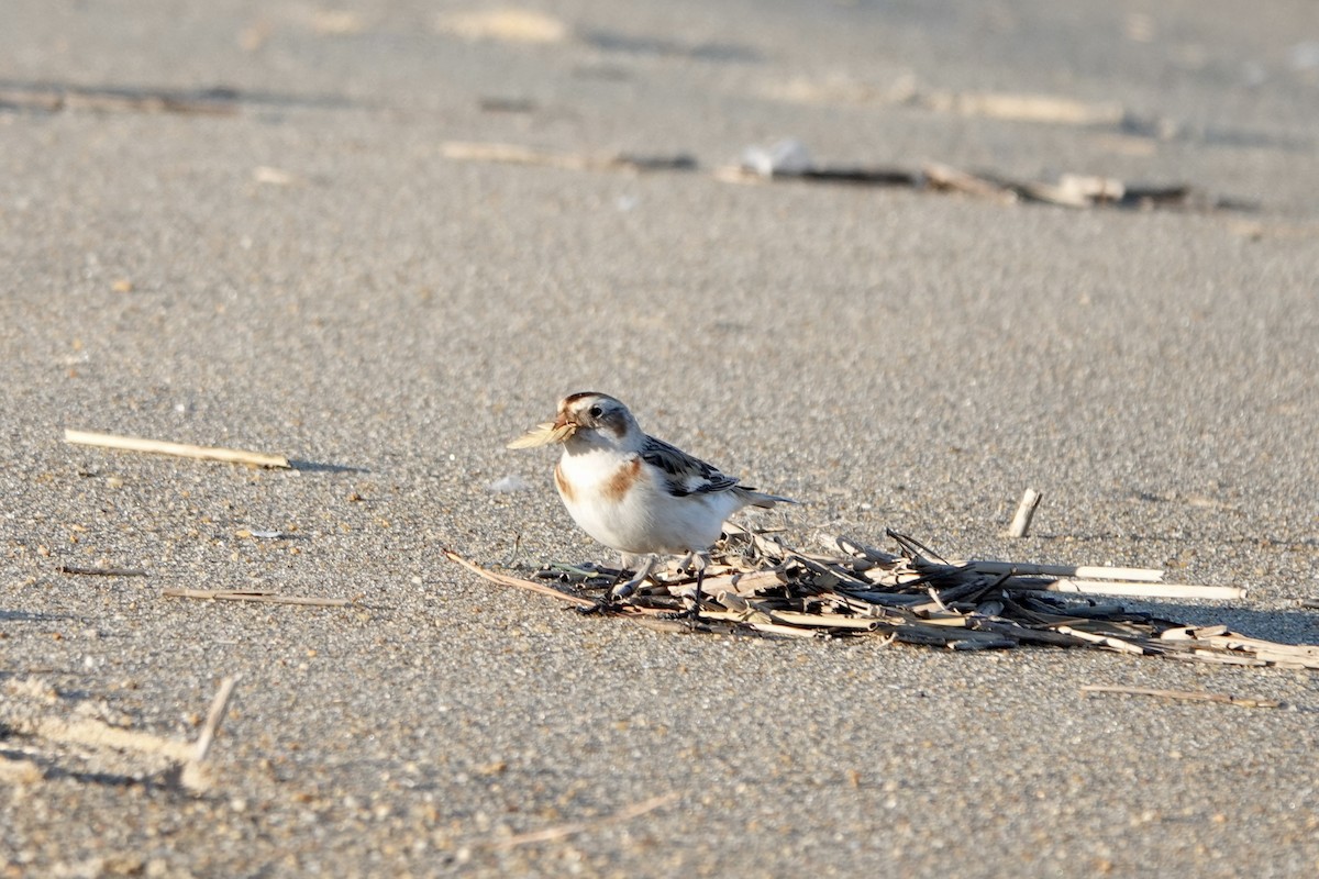 Snow Bunting - ML535049071