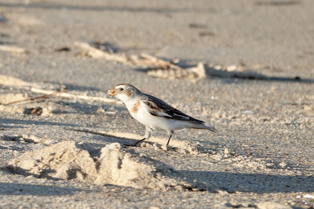 Snow Bunting - ML535049081