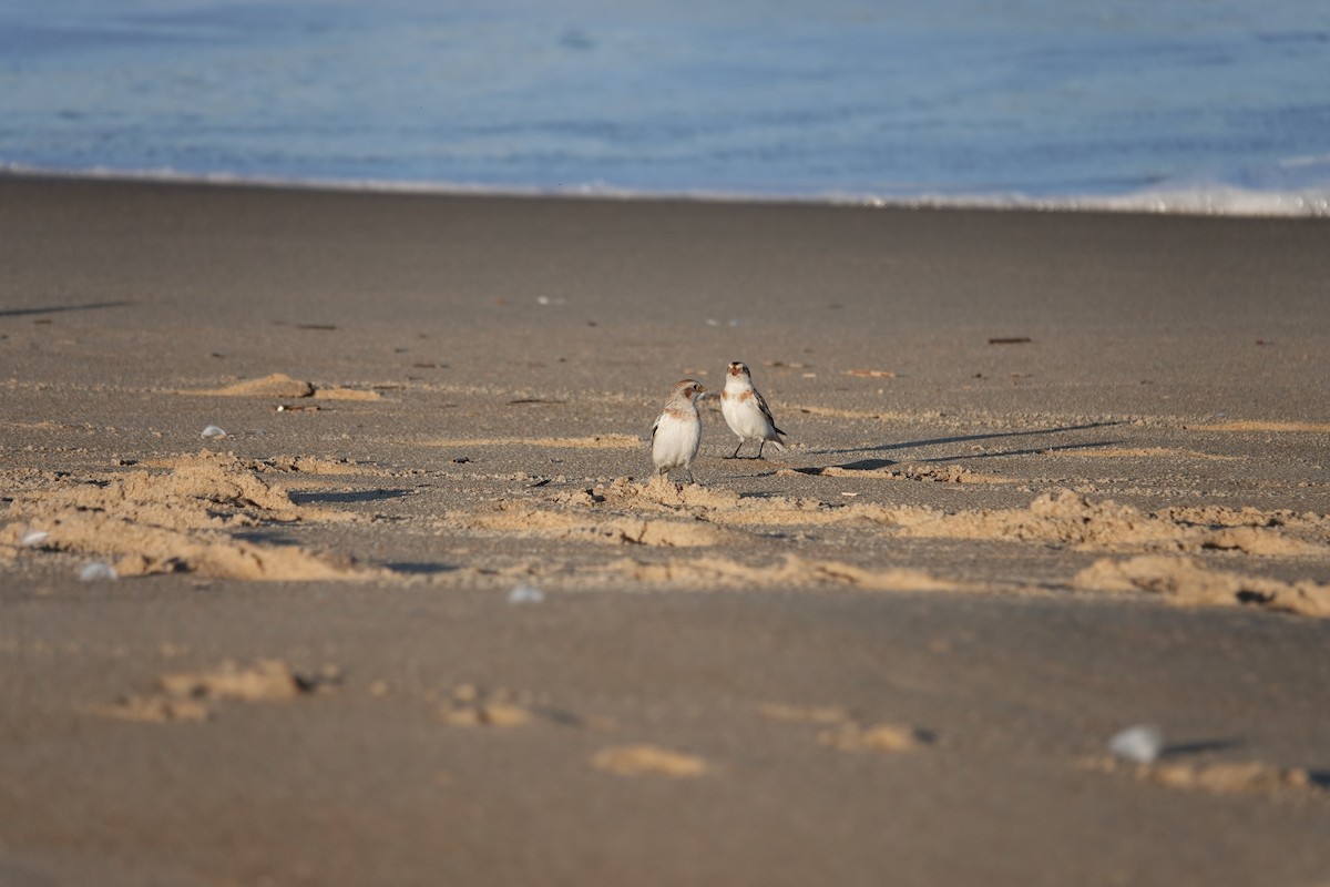 Snow Bunting - ML535049091