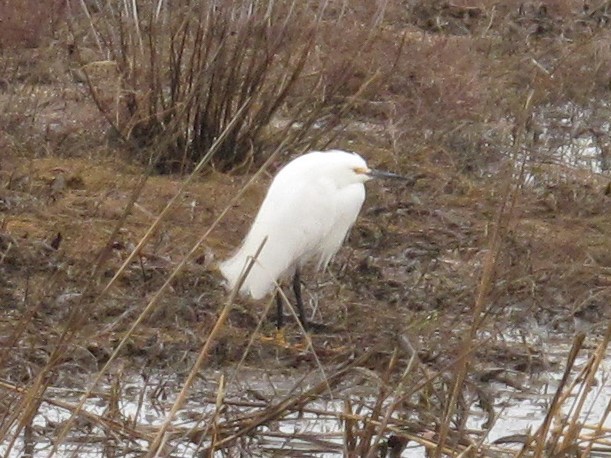 Snowy Egret - Kathleen Coyle