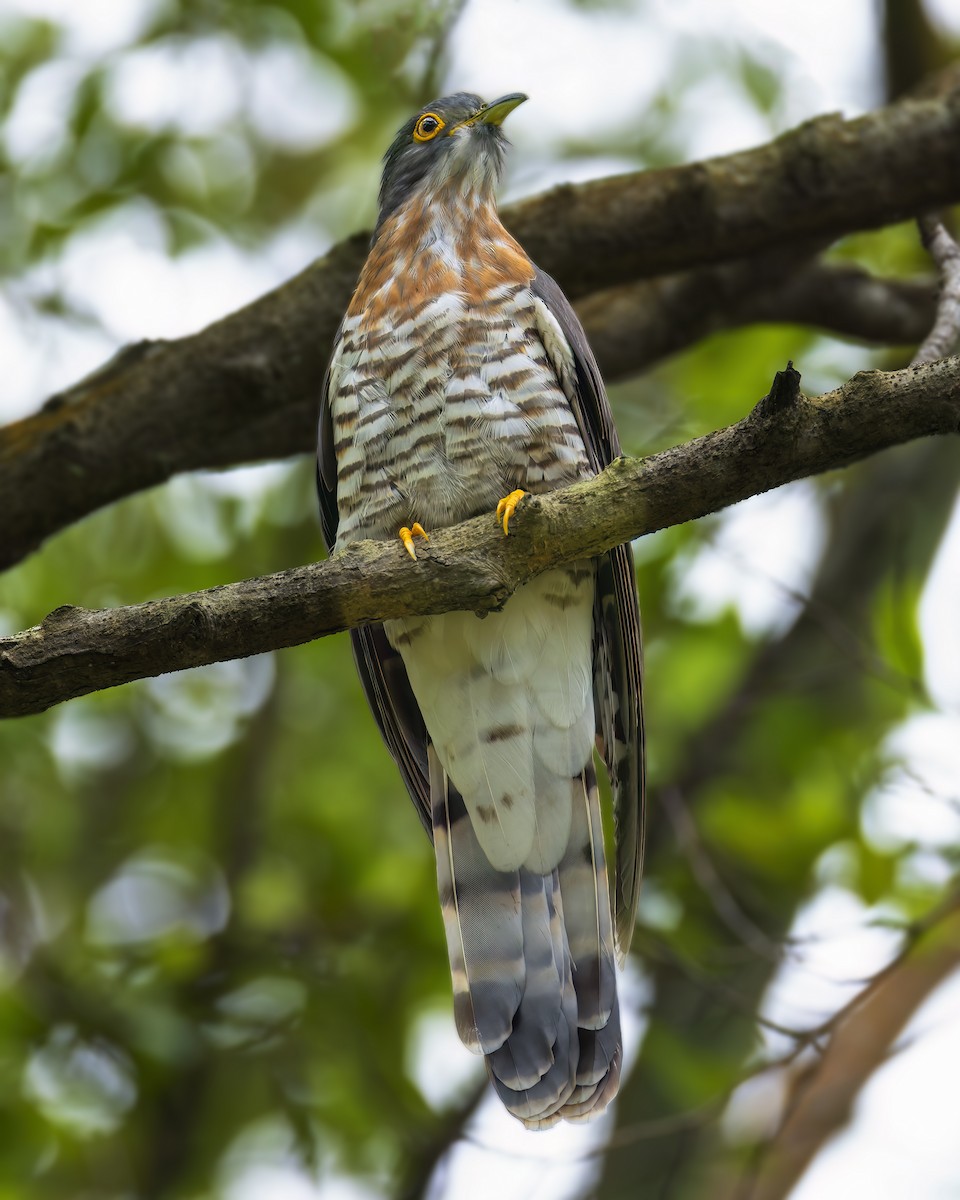 Large Hawk-Cuckoo - Kenneth Cheong