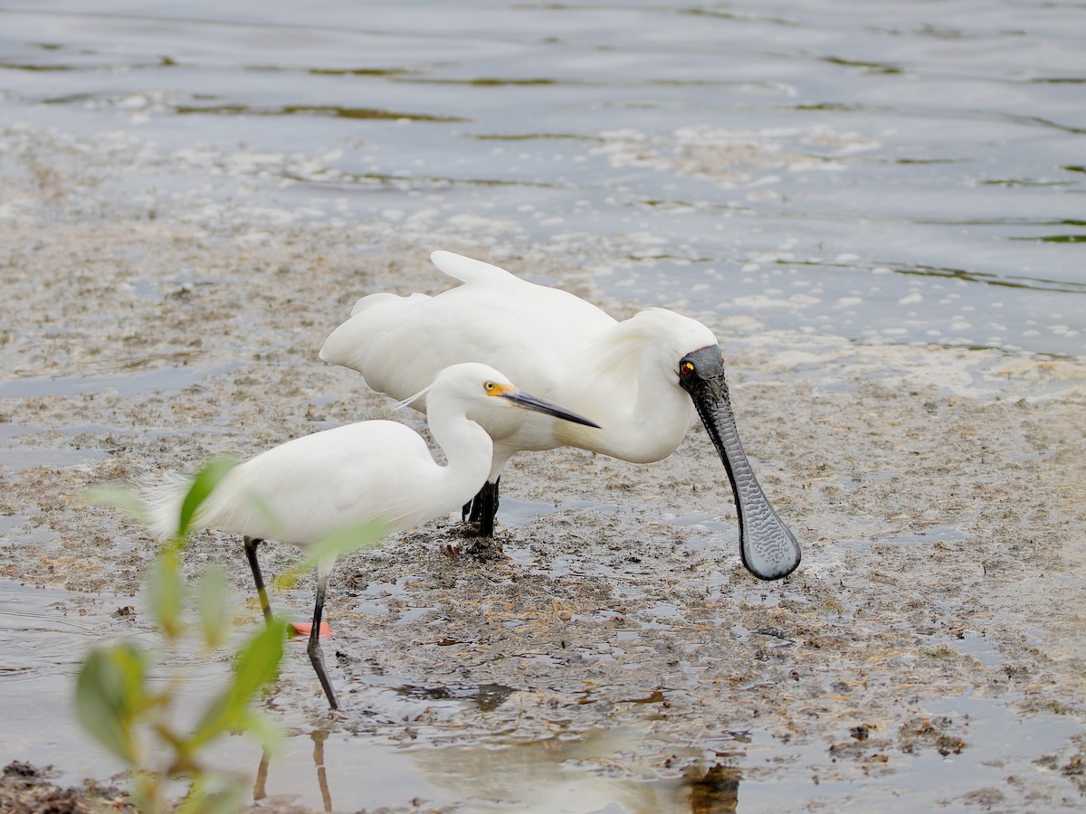 Little Egret - ML535051921