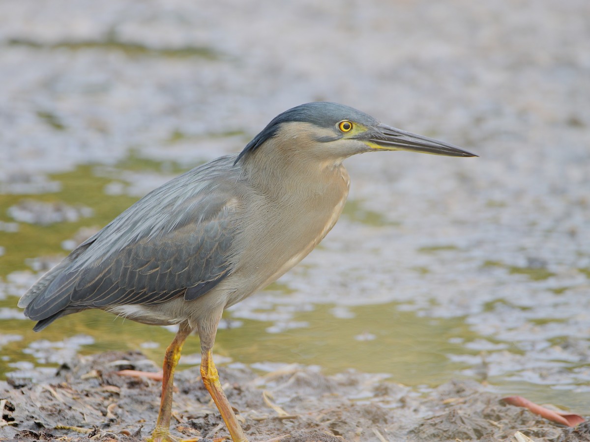 Striated Heron - ML535052001