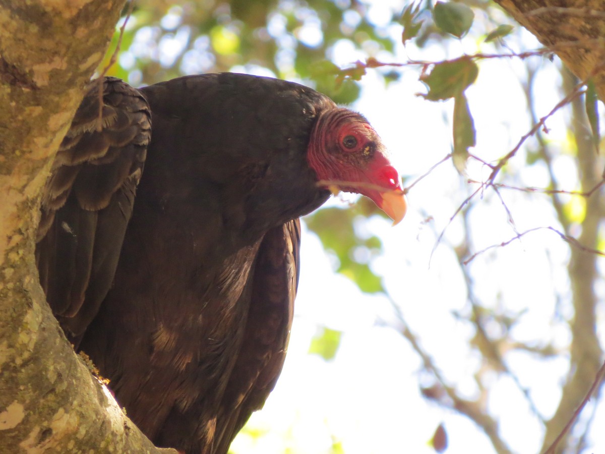 Turkey Vulture - ML53505261