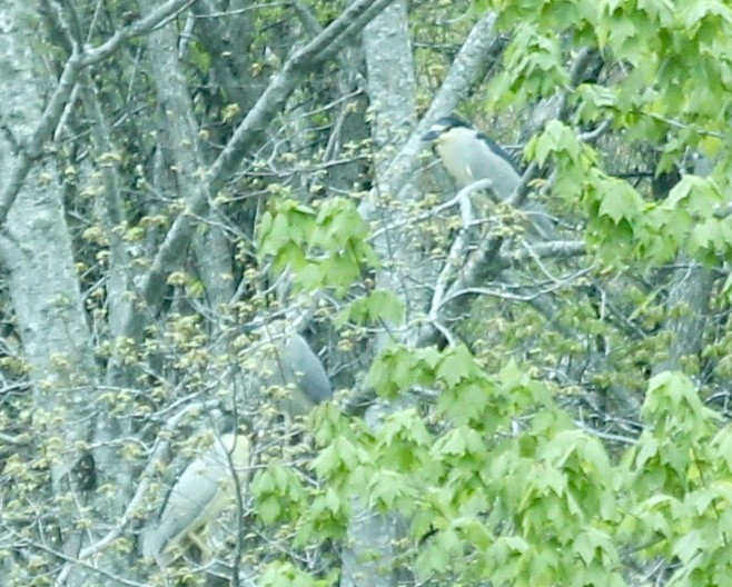 Black-crowned Night Heron - ML53505301