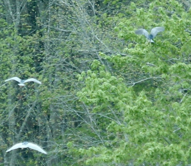Black-crowned Night Heron - ML53505311