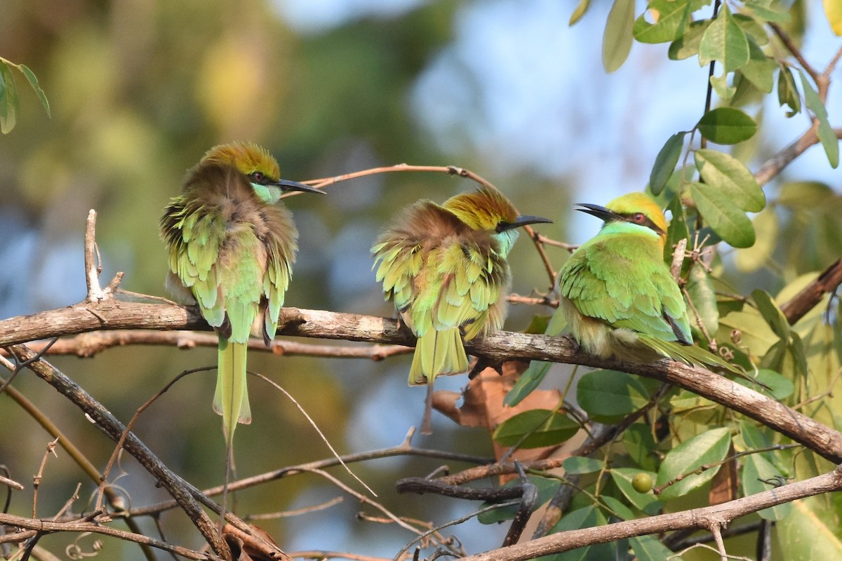 Asian Green Bee-eater - ML535054151