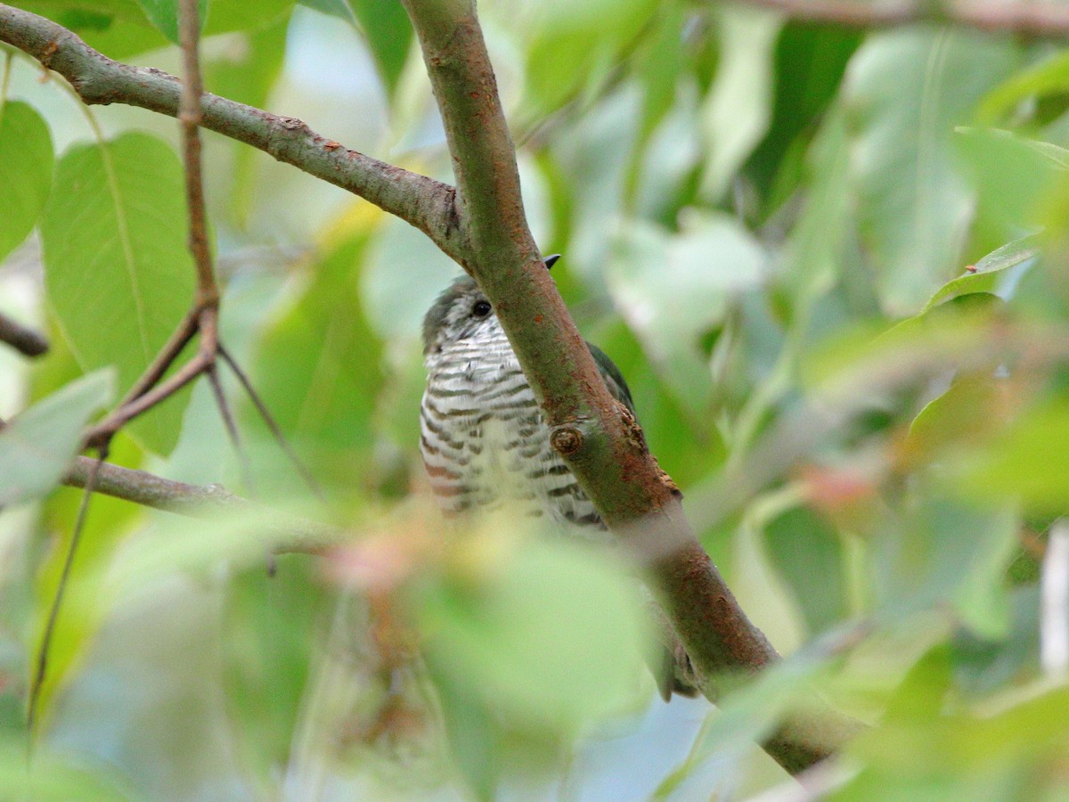 Shining Bronze-Cuckoo - Rolo Rodsey