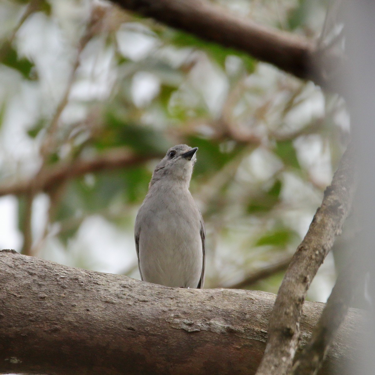 Gray Shrikethrush - ML535054661