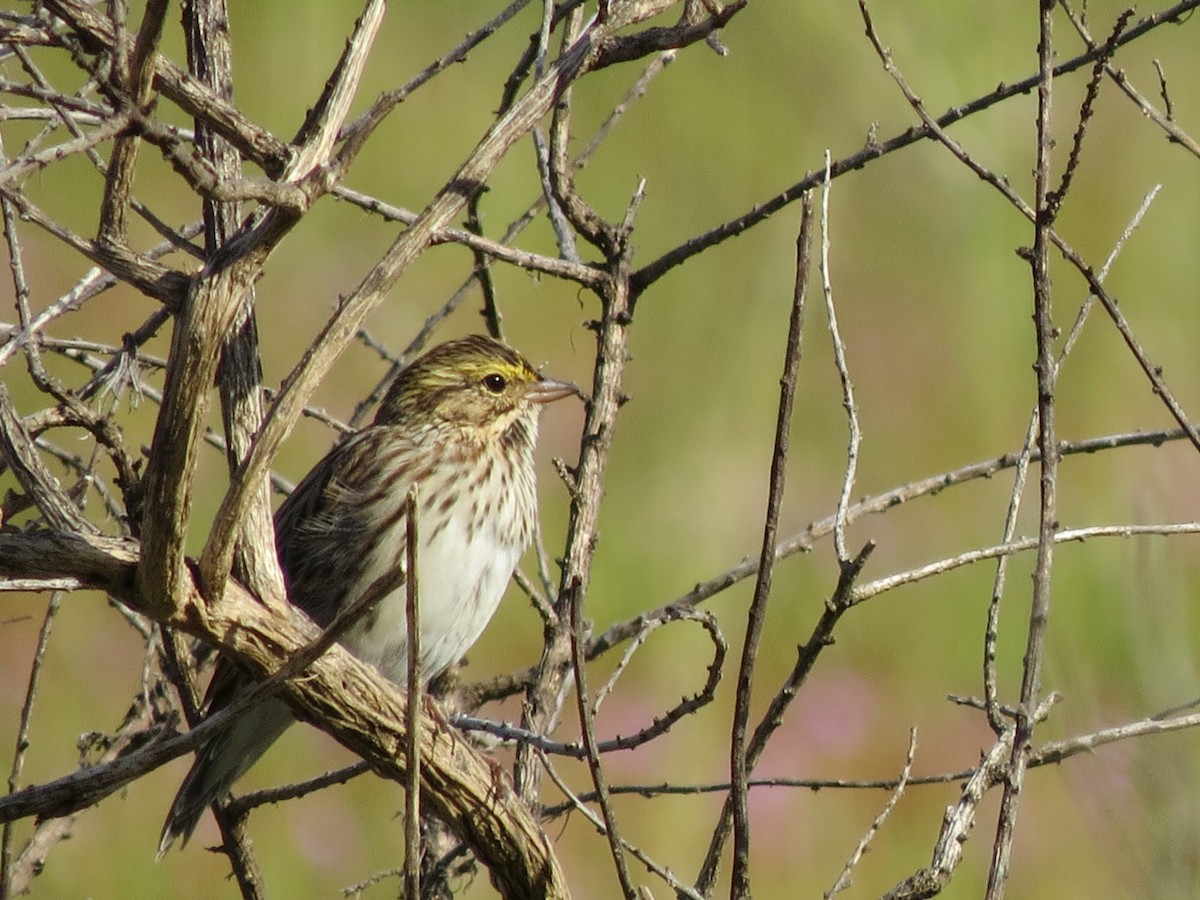 Savannah Sparrow - ML53505471