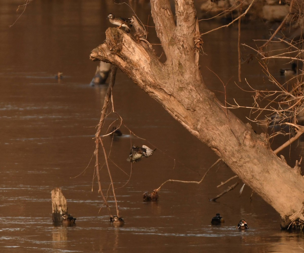 Wood Duck - ML535055371