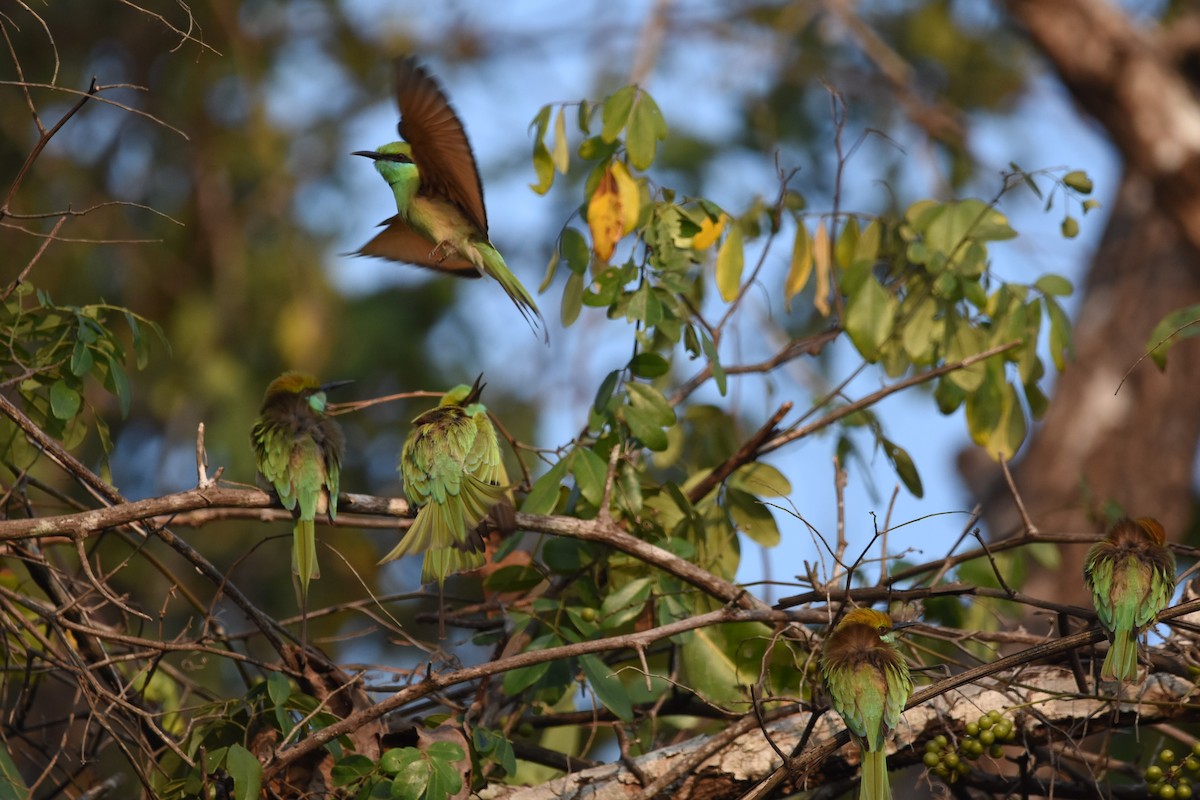 Asian Green Bee-eater - ML535056011