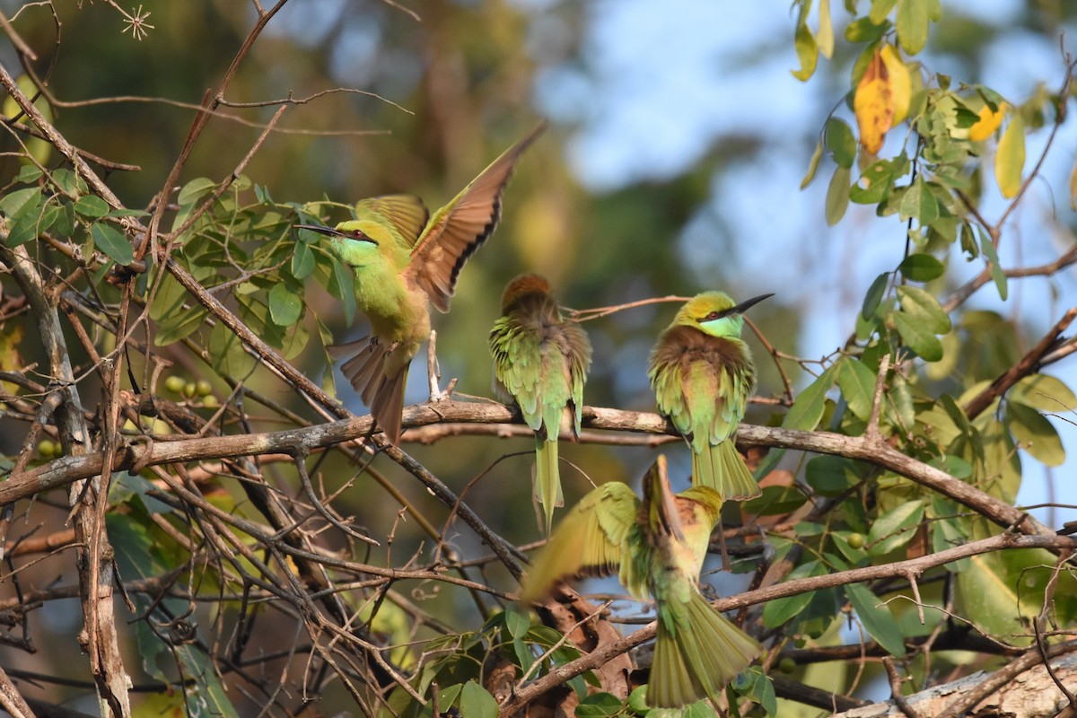 Asian Green Bee-eater - ML535056261