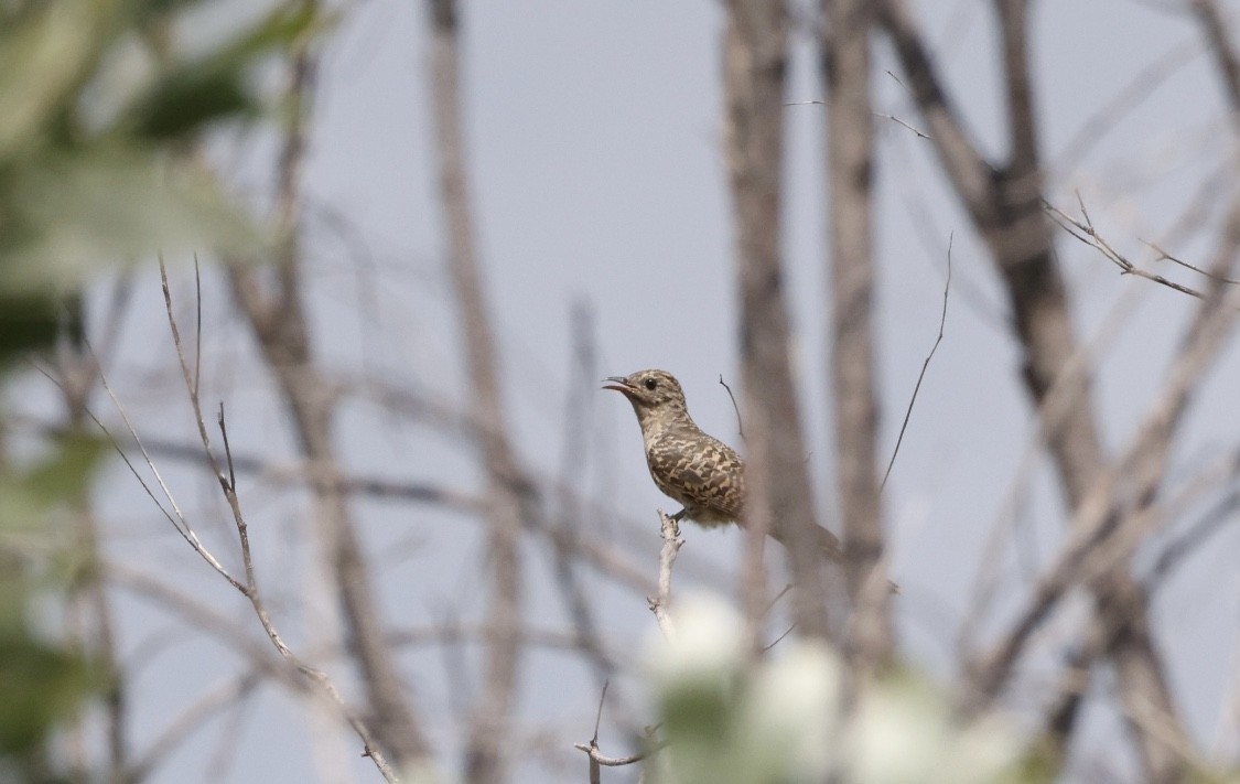 Brush Cuckoo - Ben Vasic