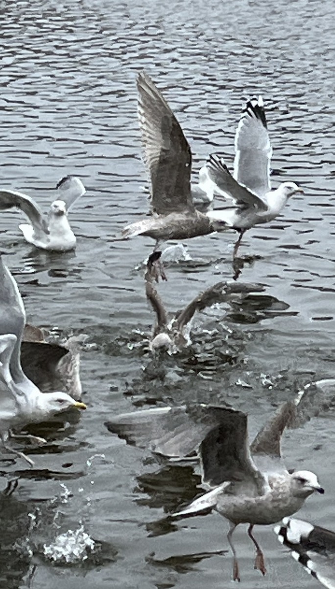 Herring Gull (European) - ML535056581