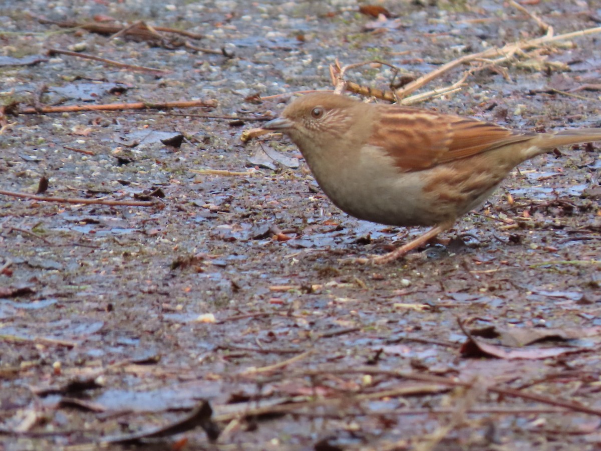 Japanese Accentor - ML535056761