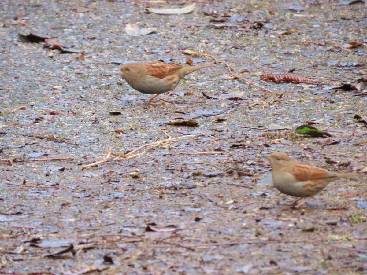 Japanese Accentor - ML535056771