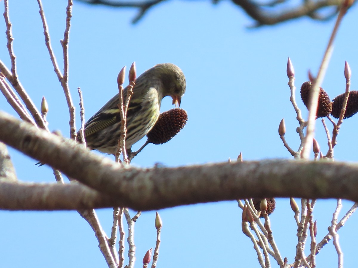 Eurasian Siskin - ML535056811