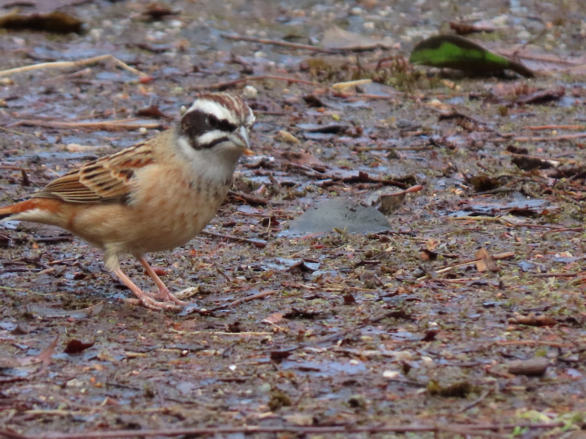 Meadow Bunting - ML535056891