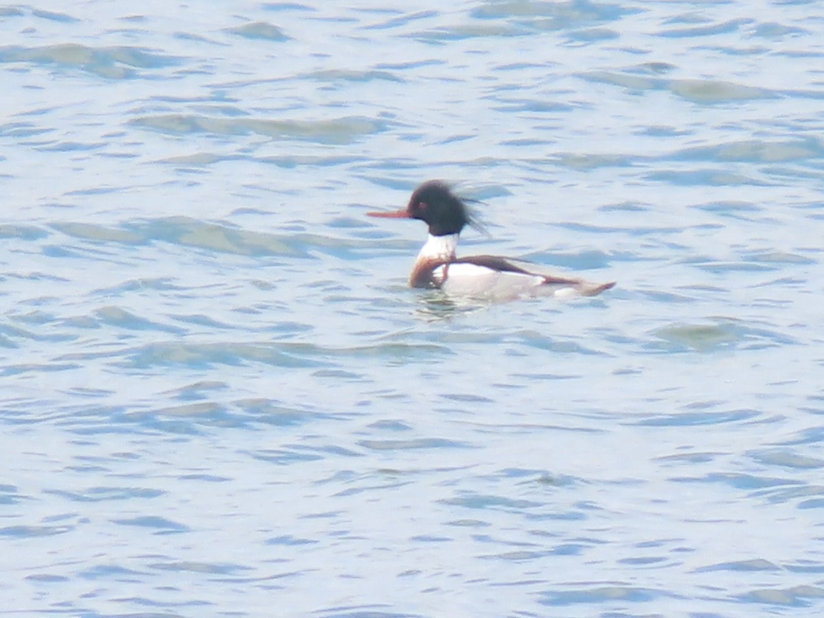 Red-breasted Merganser - ML535057061