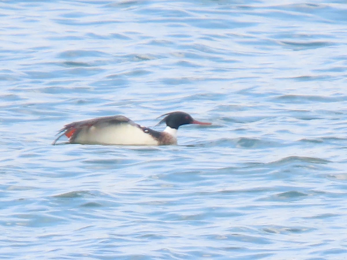 Red-breasted Merganser - ML535057071