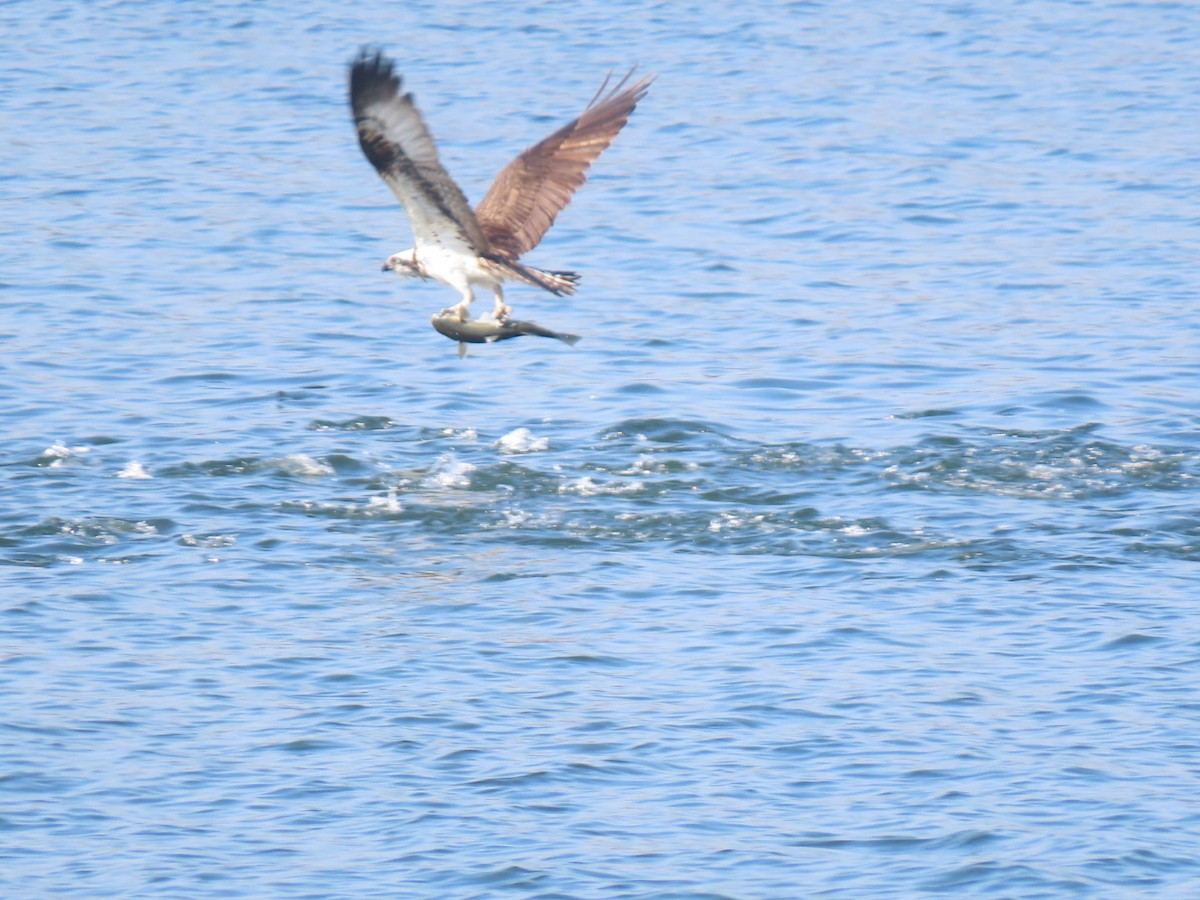 Balbuzard pêcheur - ML535057241