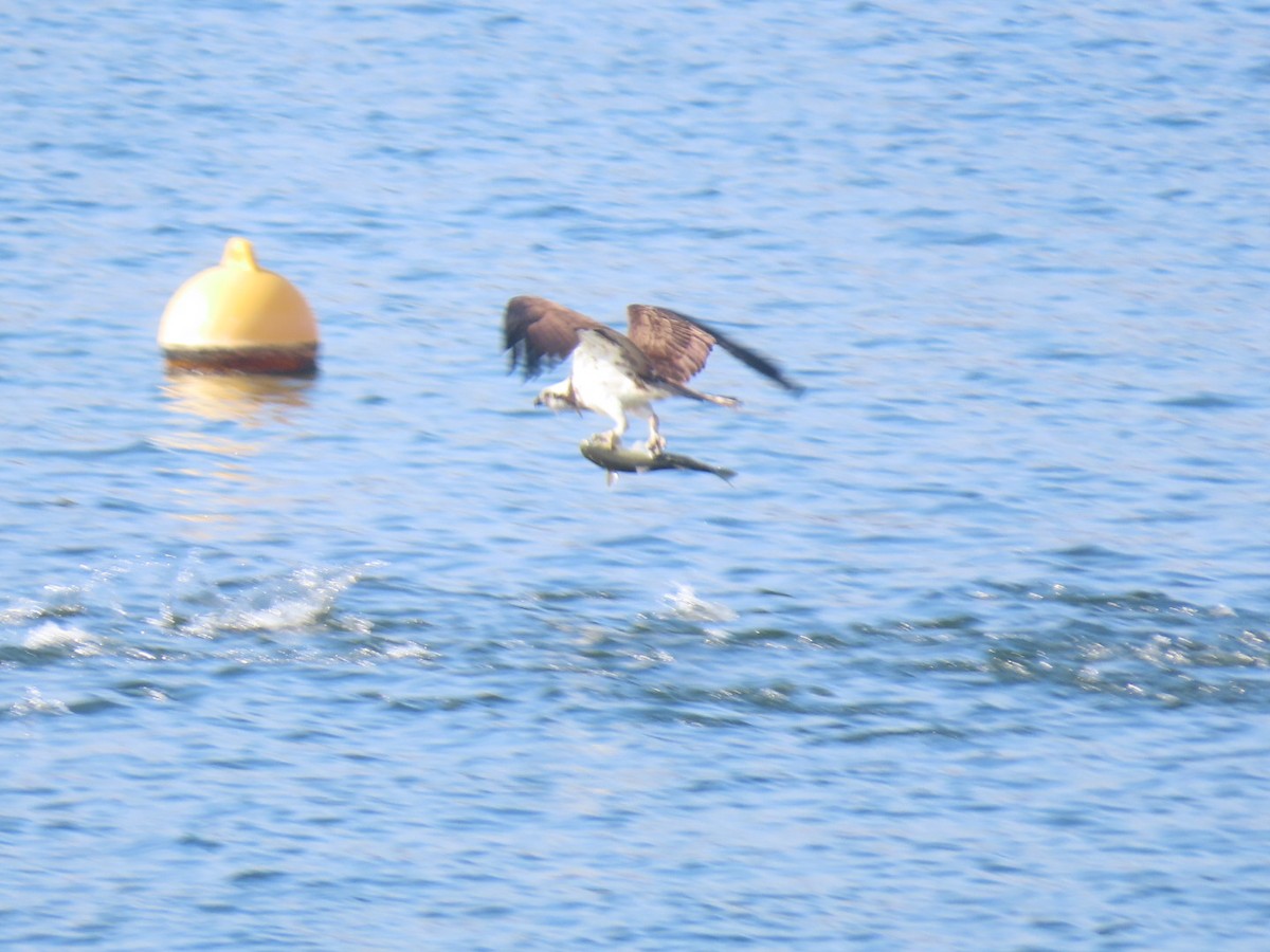 Balbuzard pêcheur - ML535057251