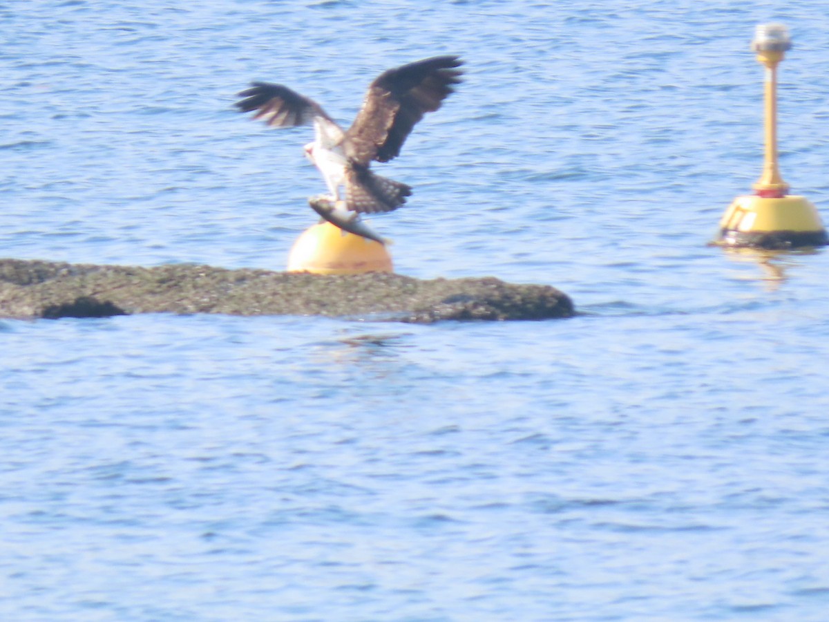 Balbuzard pêcheur - ML535057261