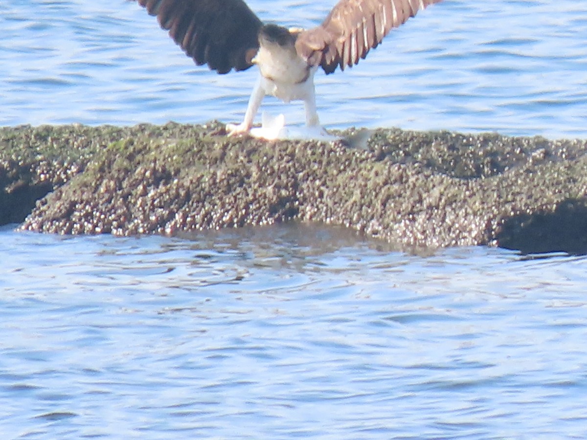 Balbuzard pêcheur - ML535057281