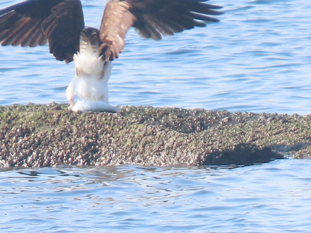 Balbuzard pêcheur - ML535057301