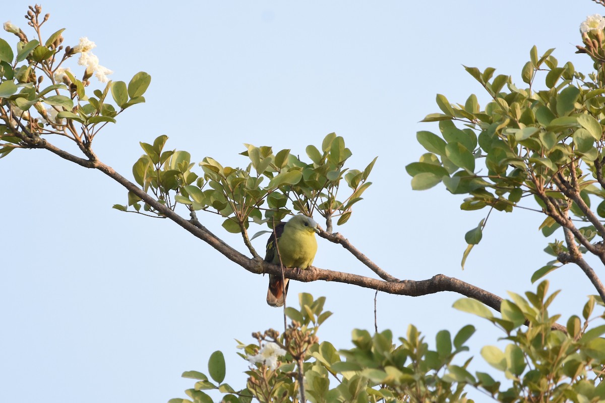 Gray-fronted Green-Pigeon - ML535057361