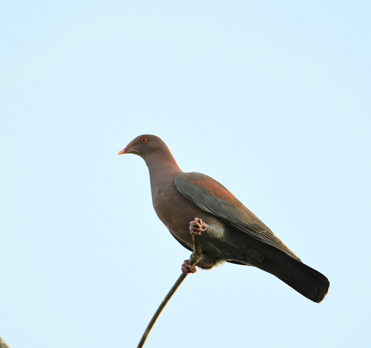 Red-billed Pigeon - Ari Weiss