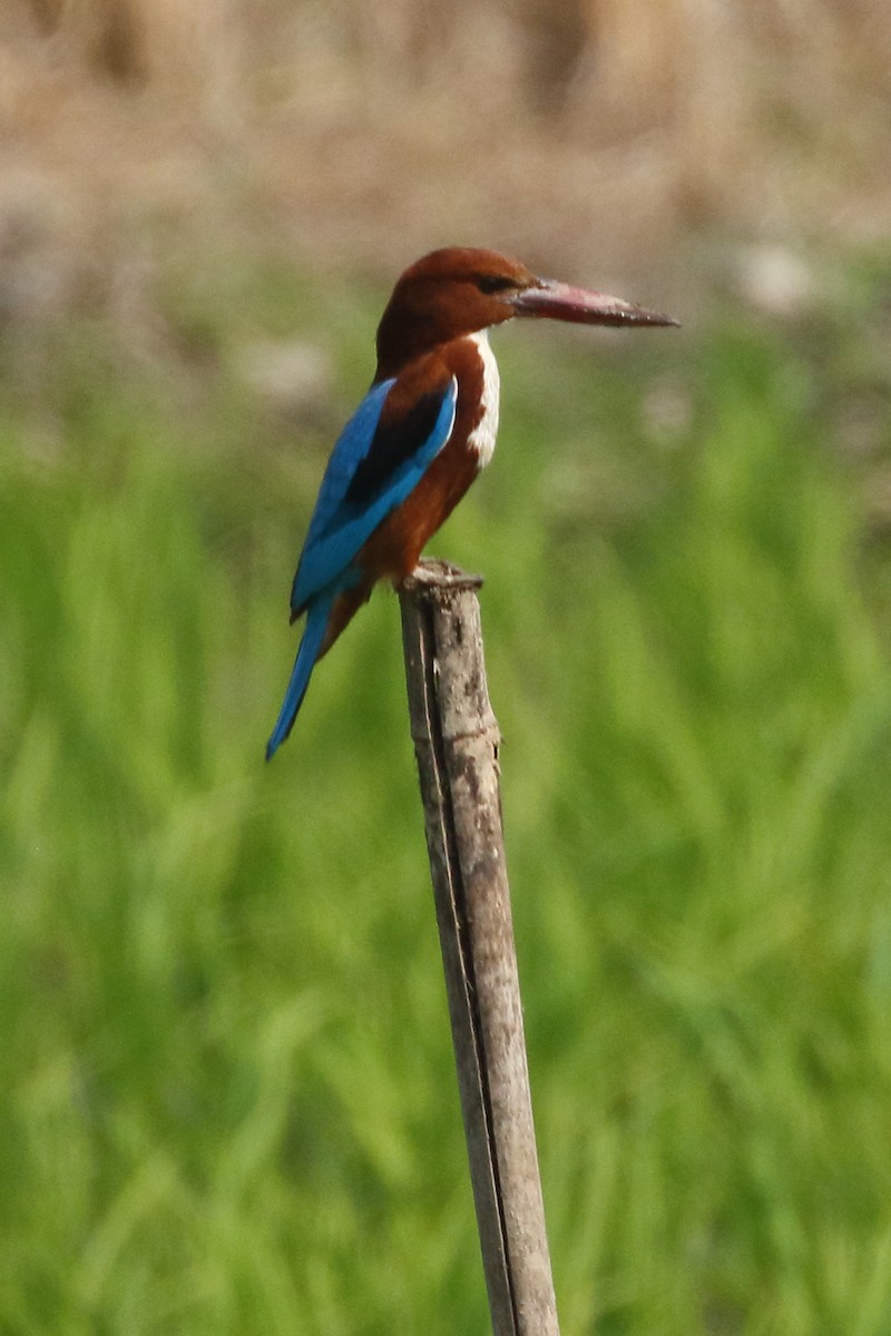 White-throated Kingfisher - Paul Anderson