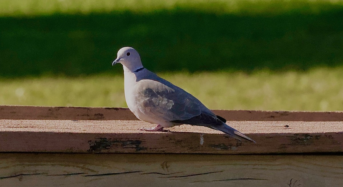 Eurasian Collared-Dove - ML535061701