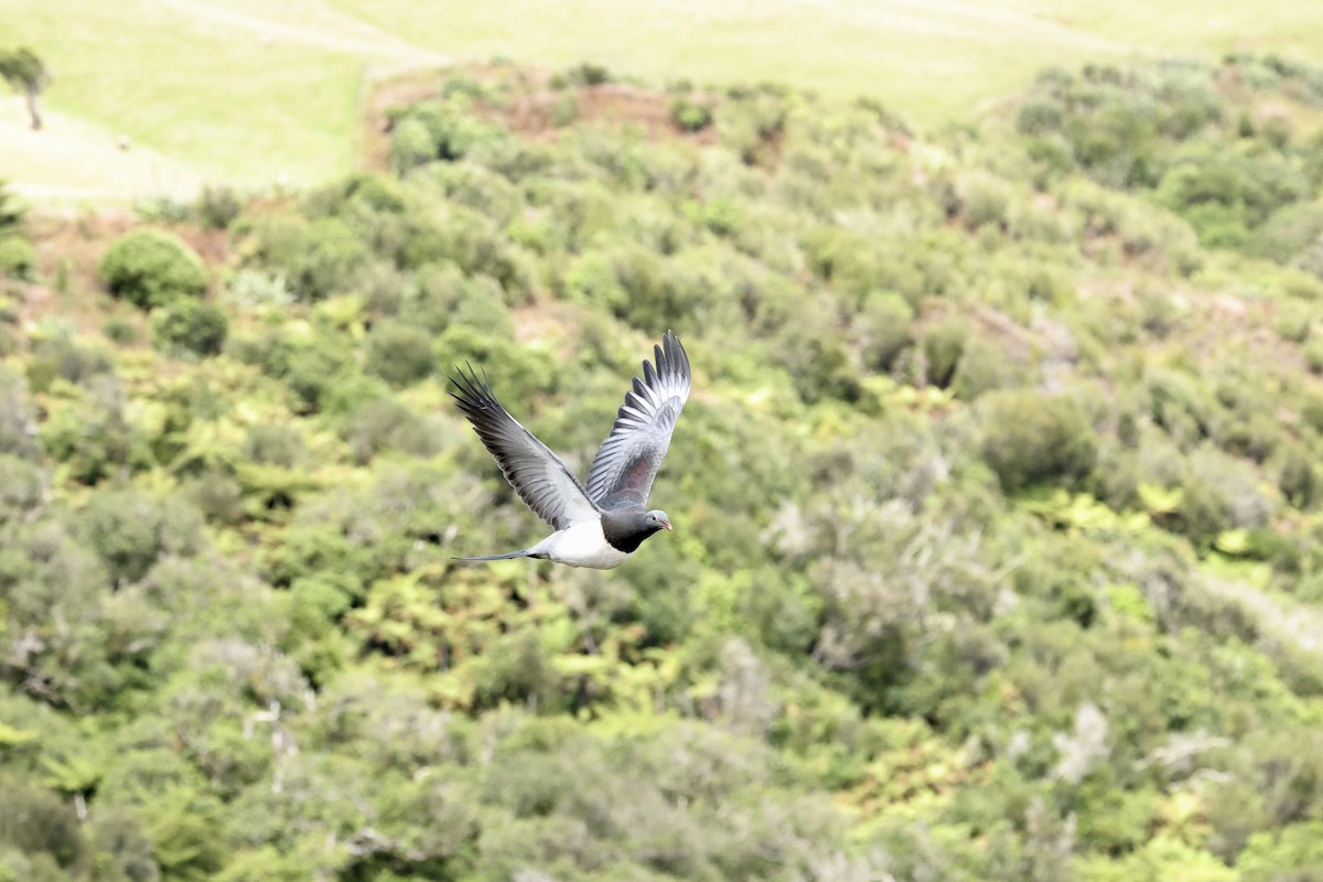 Chatham Island Pigeon - Mike Sylvia