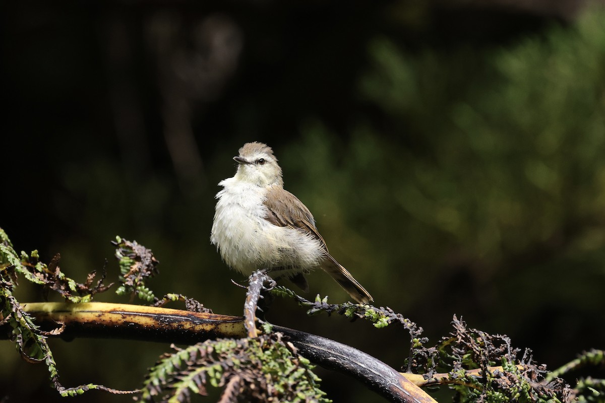 Chatham Island Gerygone - Mike Sylvia