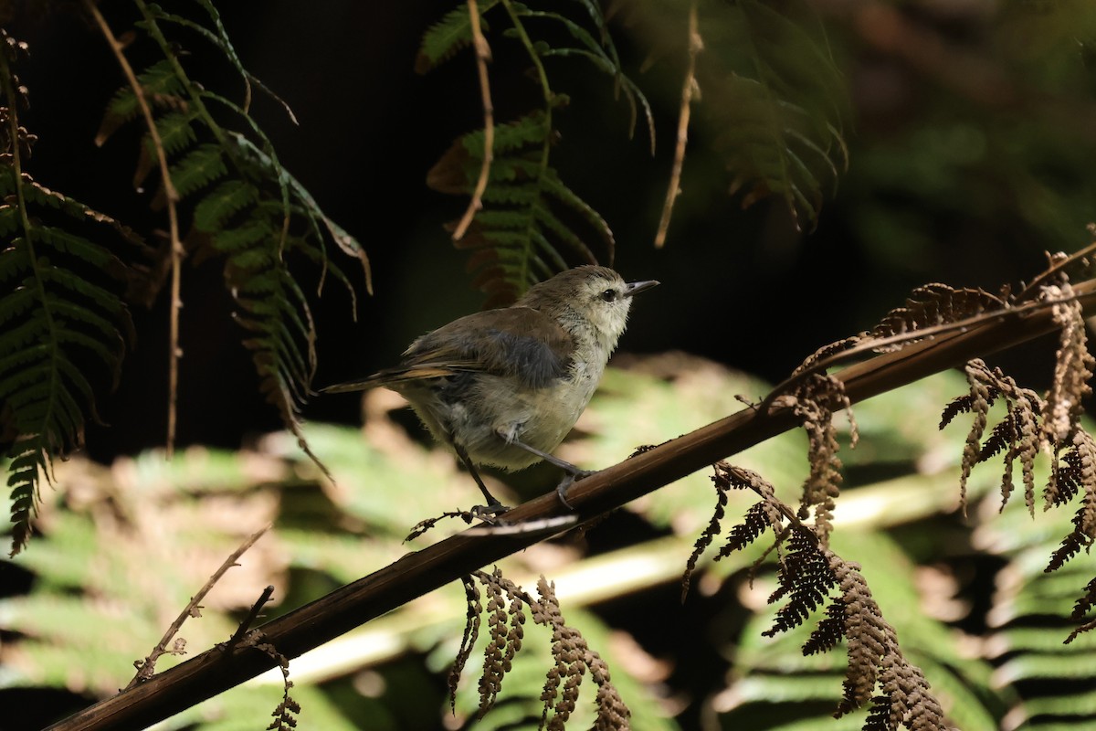 Chatham Island Gerygone - Mike Sylvia