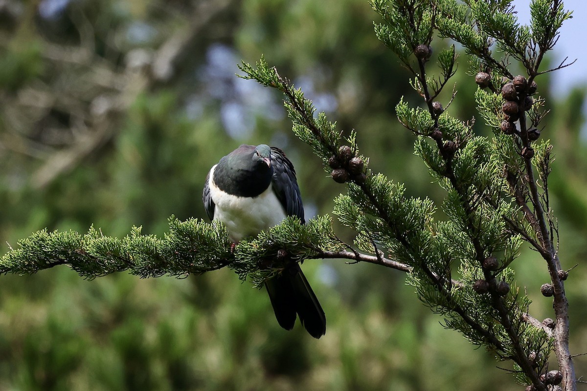 Chatham Island Pigeon - Mike Sylvia