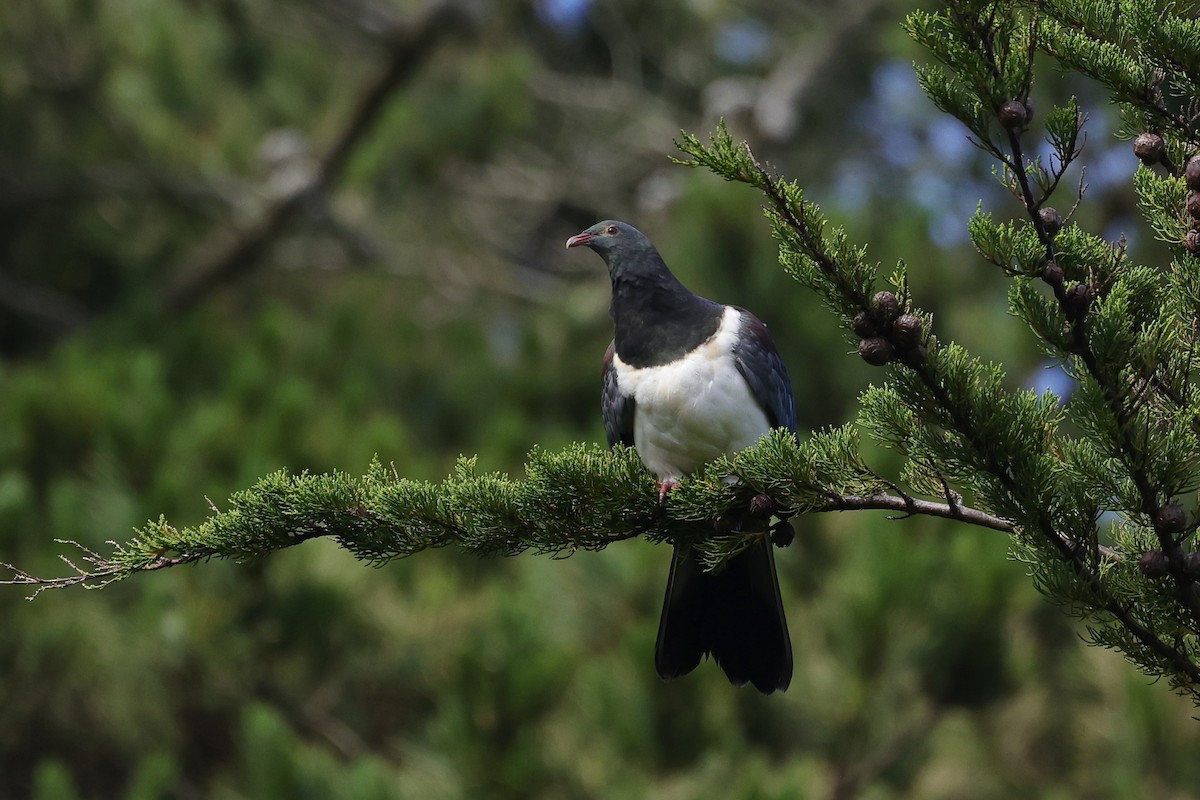 Chatham Island Pigeon - Mike Sylvia