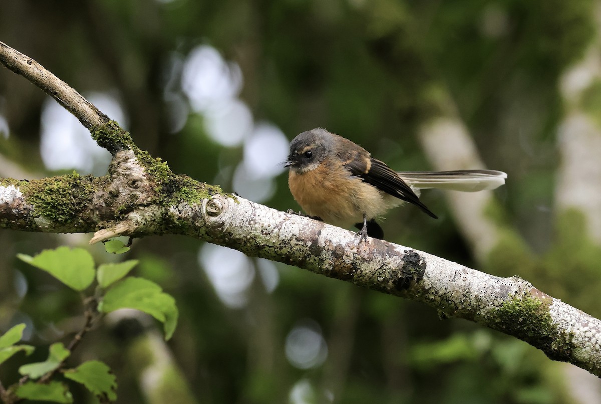 New Zealand Fantail - ML535063001