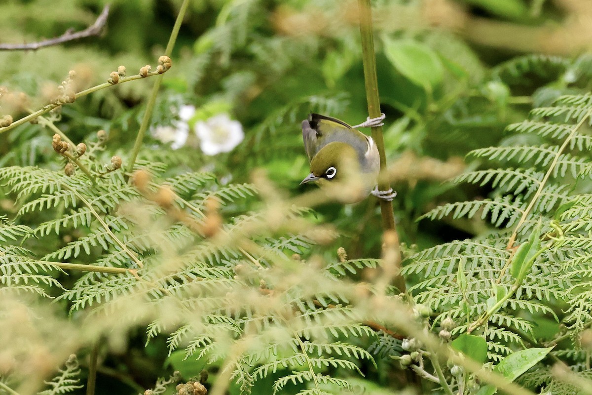 Zostérops à dos gris - ML535063031